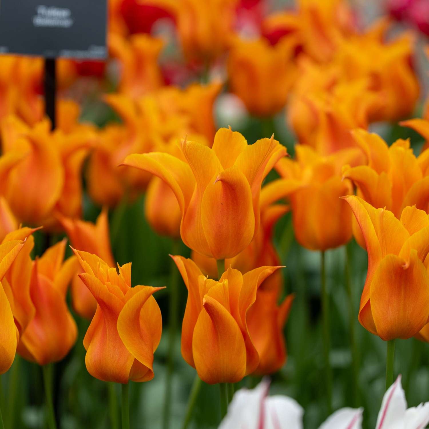 Tulpe 'Ballerina' - Tulipaner